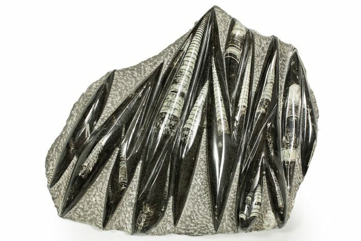 Polished Fossil Orthoceras (Cephalopod) Plate - Morocco #359678